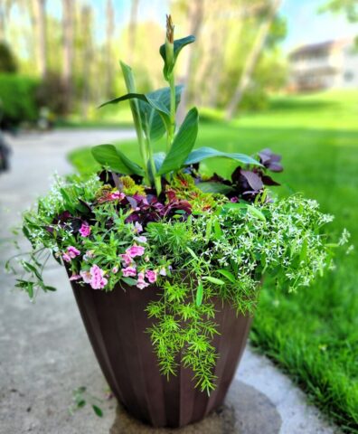 Outdoor Full Sun planter with Canna Lily, Asparagus Fern, Euphorbias, Calibrachoa