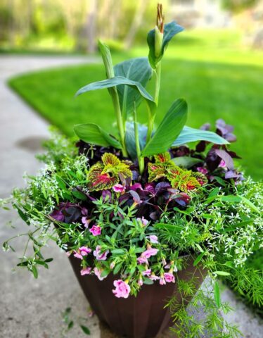 Planter for full sun with coleus peeking out