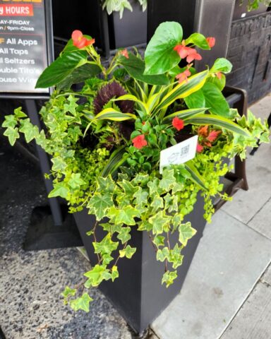 Outdoor Shade planters with coleus, ivy, begonias on restaurant Patio Brookfield WIl