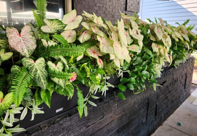 Brookfield Wisconsin Outdoor Container Garden on Restaurant Patio