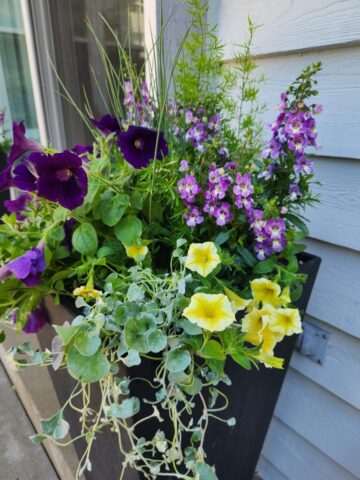 Summer Flowers on back step at residence in Pewaukee, WI