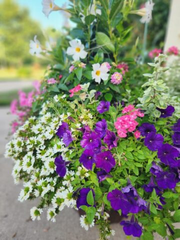 Summer flowers in outdoor planter in Brookfield WI