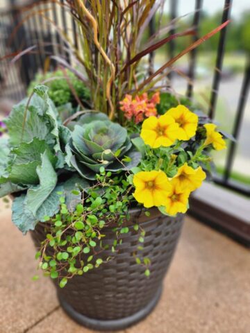 Senior Living Community in Waukesha, WI fall planter on balcony