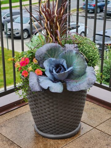 Balcony planter with fall plants in Franklin, WI
