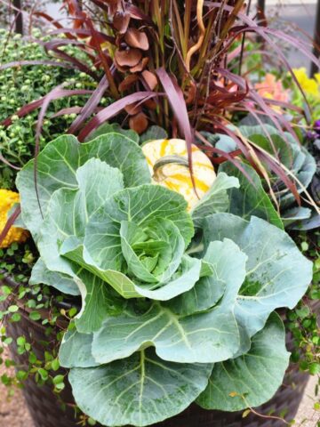 Close up of cabbages and fountain grass in Franklin, WI outdoor planter
