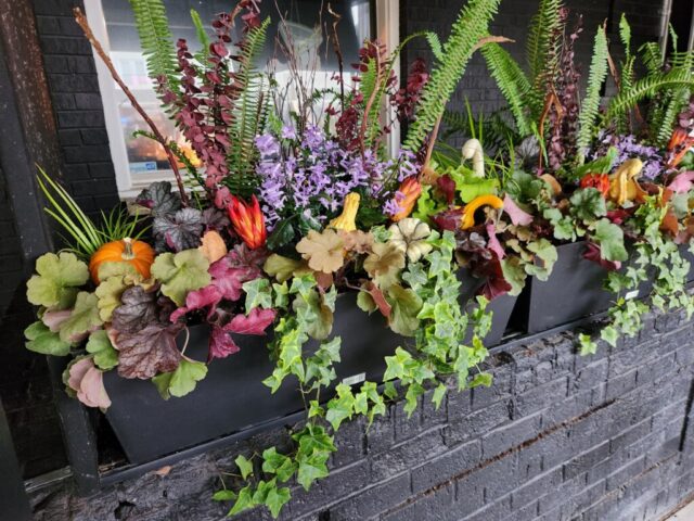Window box planters on ledge in Brookfield, WI fall custom planting