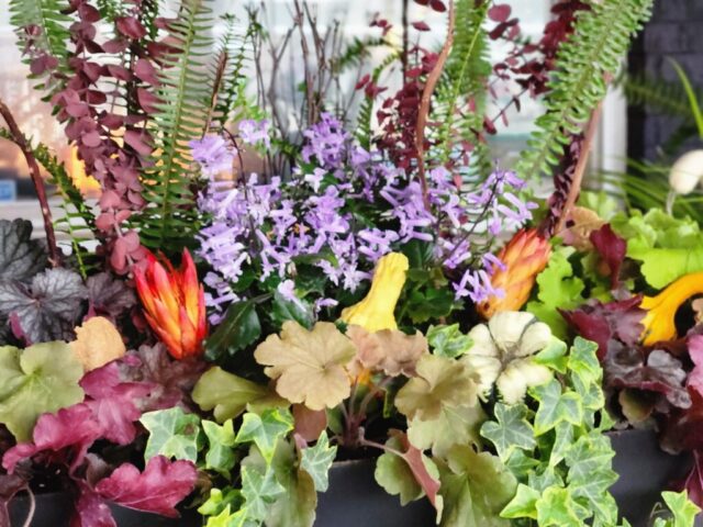 Close up of fall planting in window box in Brookfield, WI