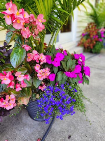 Summer Patio Planter in September in Brookfield, WI