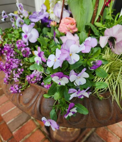 Violas in Brookfield, WI