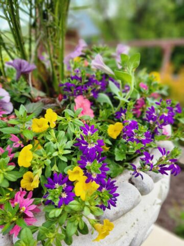 Summer flowers in planter on patio in Waukesha, WI