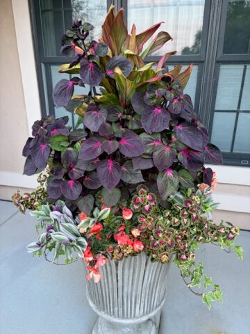 Summer shade in round planter at a home in Waukesha, WI