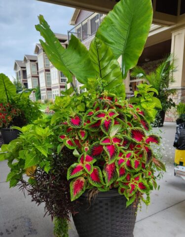 Summer Planter at business entrance in September in Franklin, WI