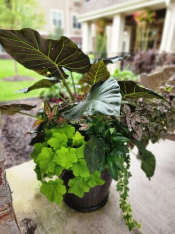 Summer Entrance Planter Senior Living Community in Waukesha, WI mid-season