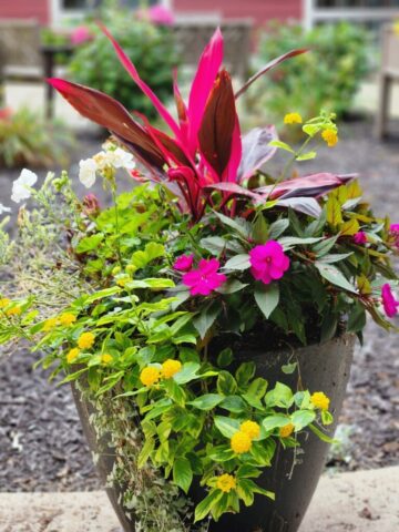 Summer Planter in late summer in Waukesha, WI