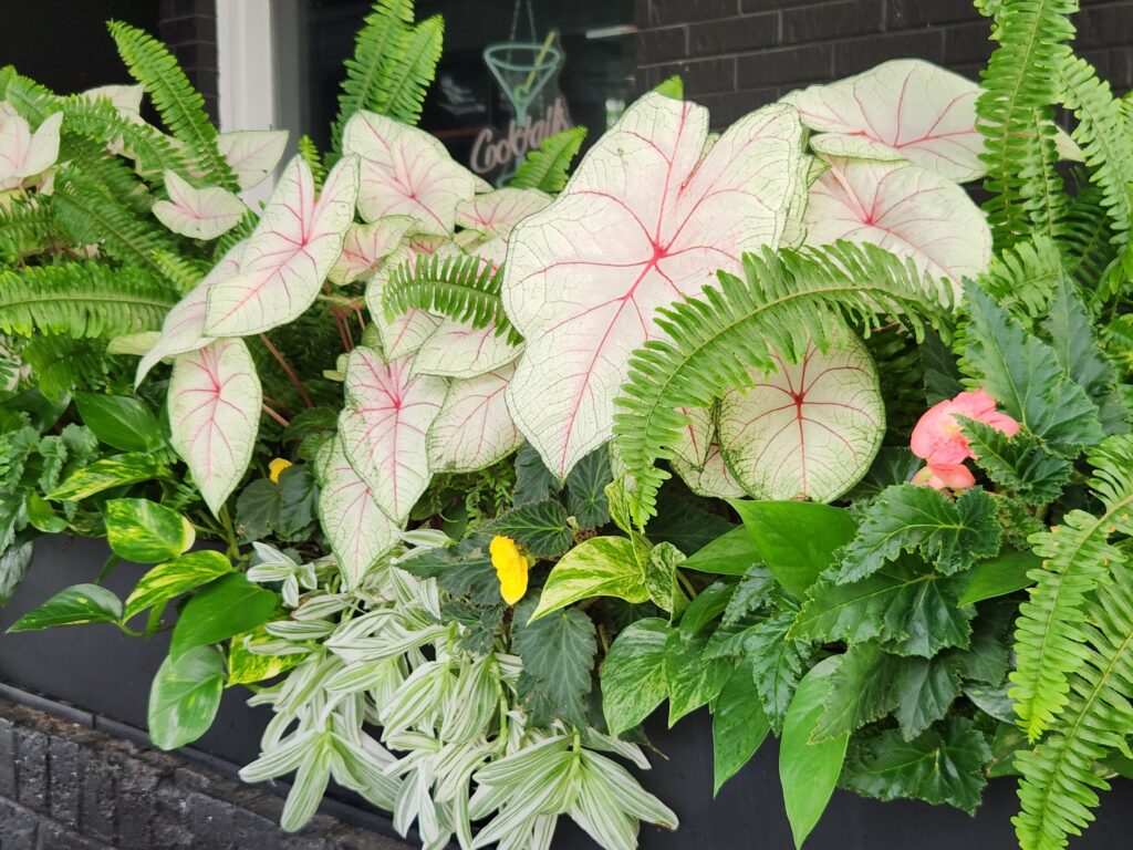 Full-Service Seasonal Container Planting Brookfield Wisconsin