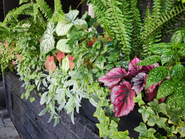 Summer foliage in window box planters in Brookfield, WI