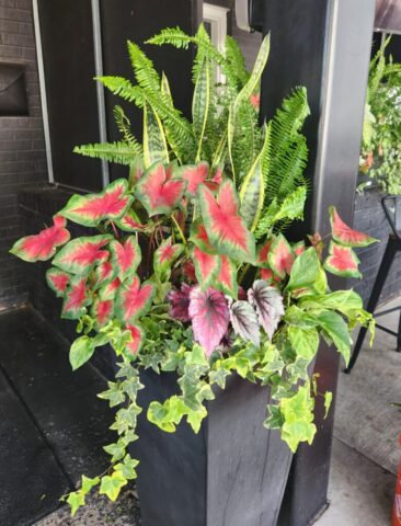 Restaurant Patio Summer Planter in Brookfield, WI.