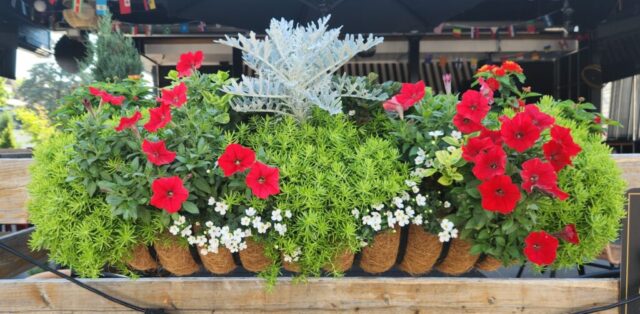 Restaurant Railing Planter on Patio with summer flowers Brookfield, WI
