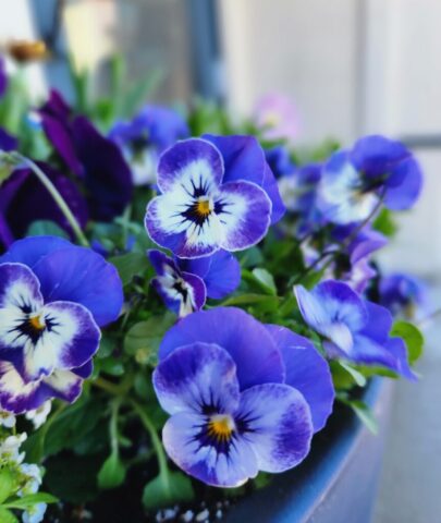 Violas in Pewaukee, WI