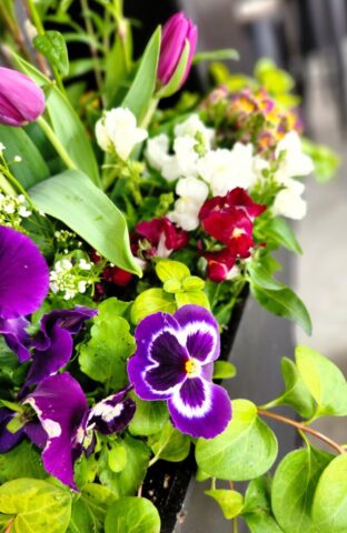 Spring Planter with Tulips Snapdragons Pansies Iberis Vica Vine Brookfield WI