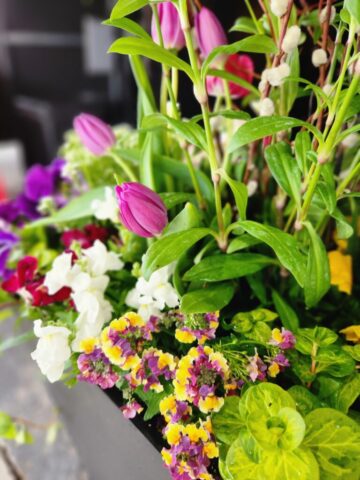 Spring Container Planting with Nemisha Snapdragons Tulips Willow Brookfield WI